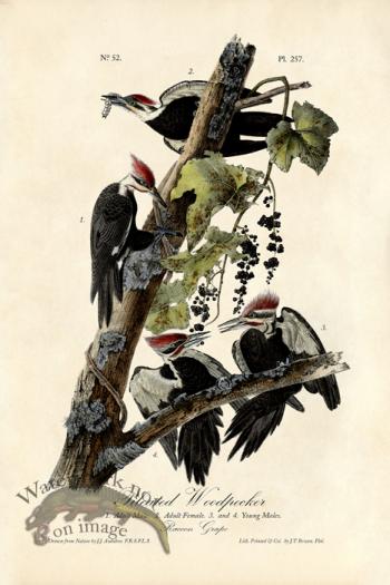 Pileated Woodpecker